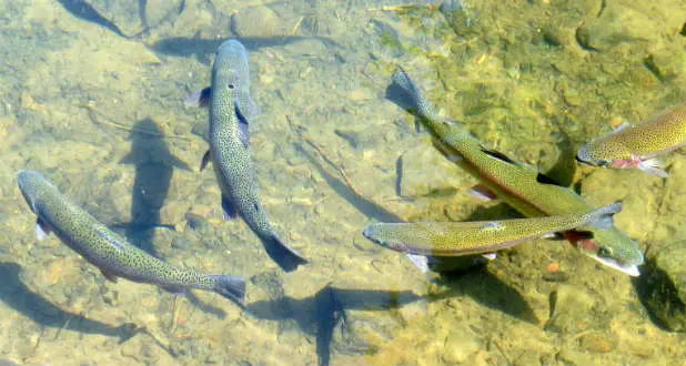 A small school of salmon, implying benefits of divorce support groups in Oregon