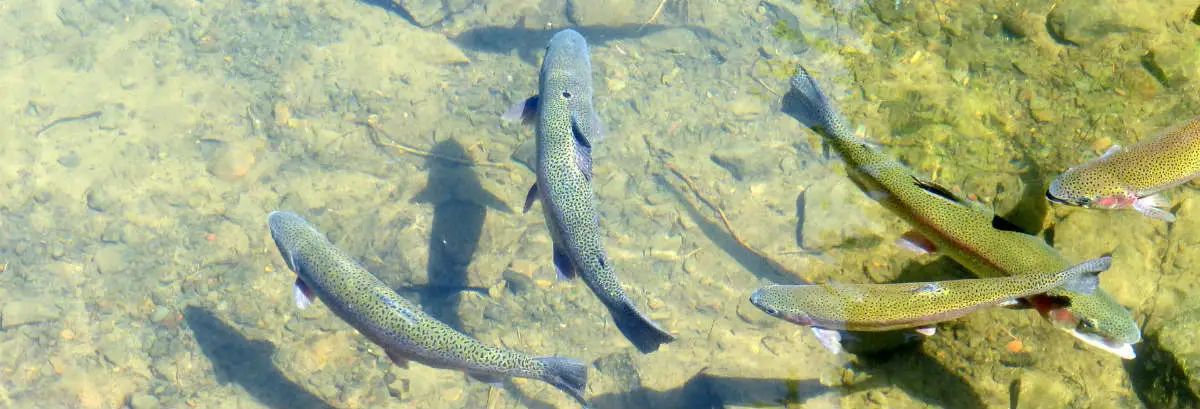 A small school of salmon, implying benefits of divorce support groups in Oregon