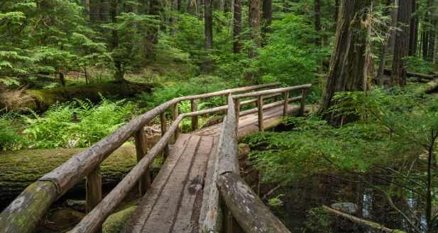picture of forest trail indicating how to get a divorce in Oregon